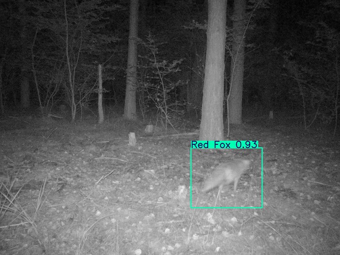 trailcam_image