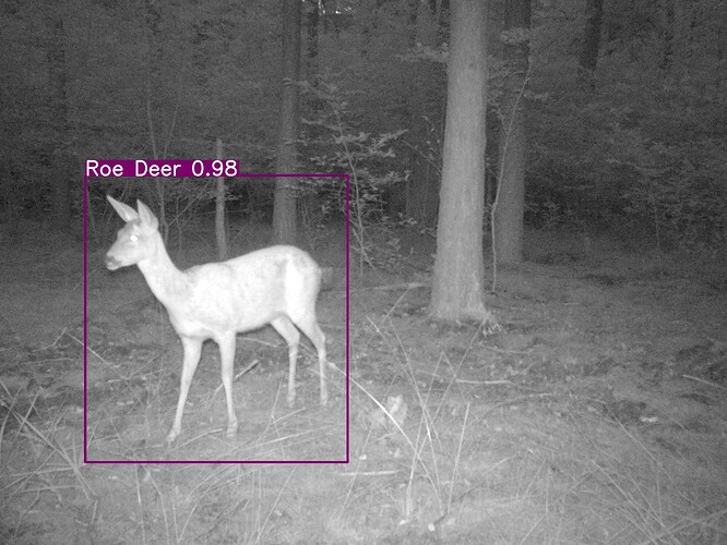 trailcam_image