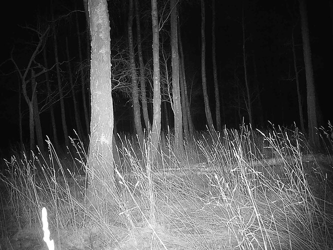 trailcam_image