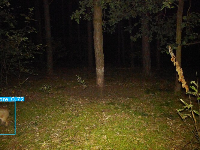 trailcam_image