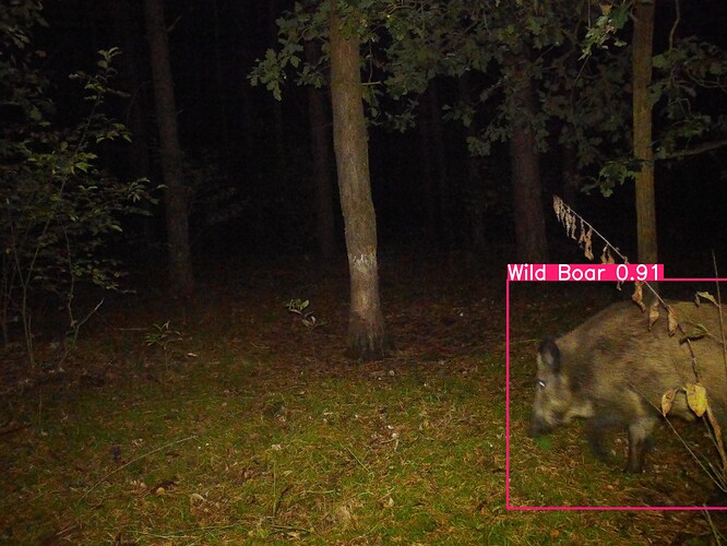 trailcam_image
