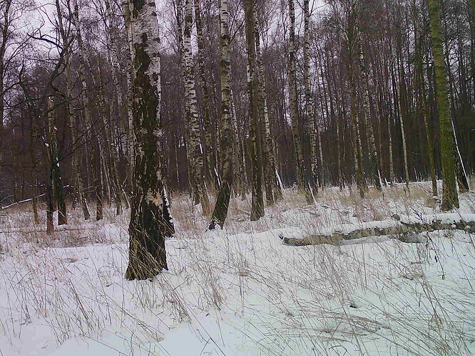 trailcam_image