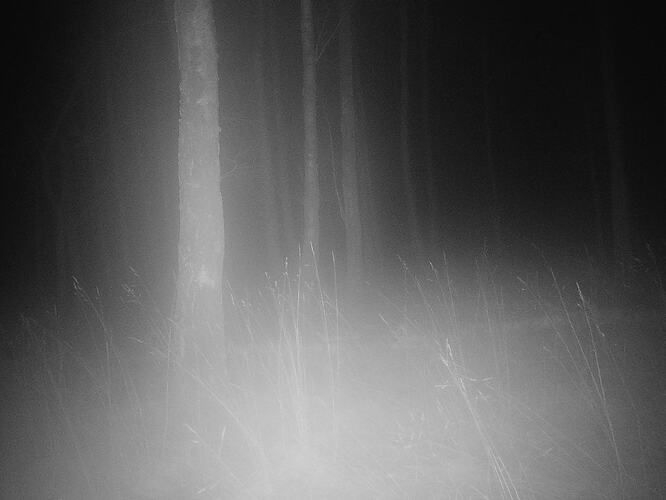 trailcam_image