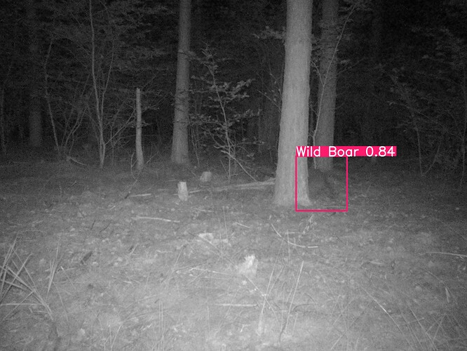 trailcam_image