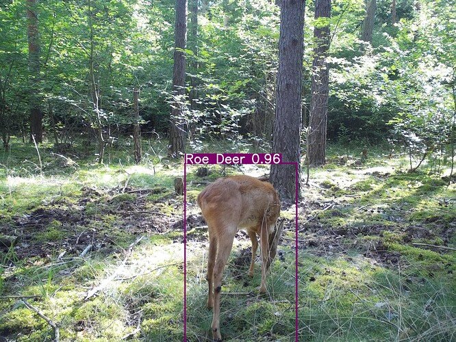 trailcam_image