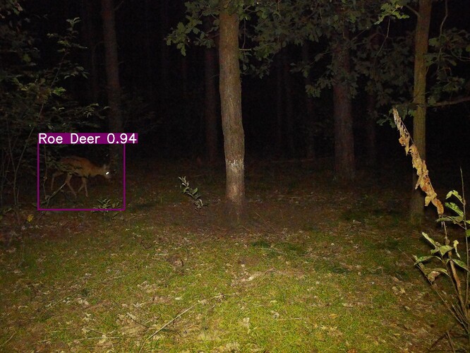 trailcam_image