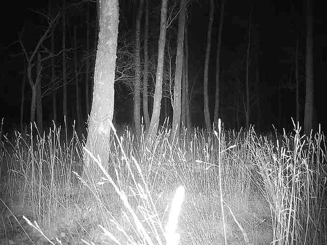 trailcam_image