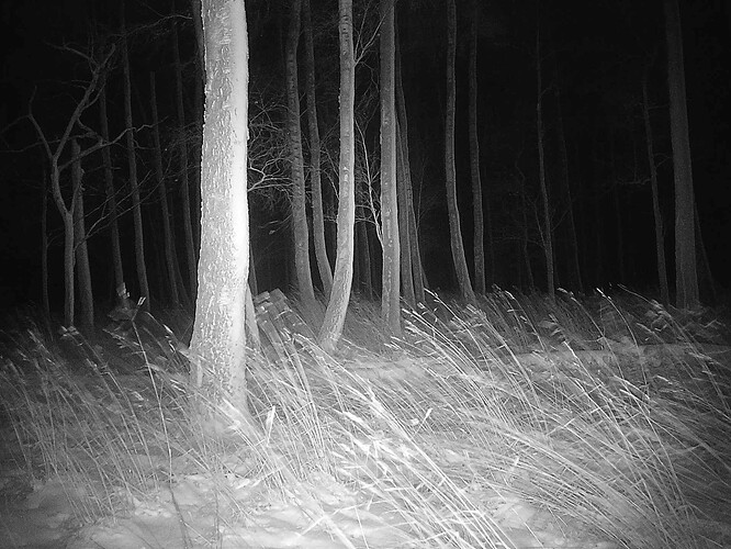 trailcam_image