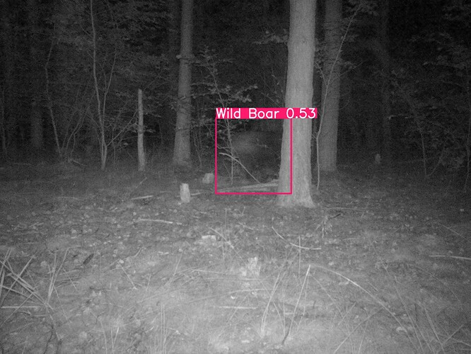 trailcam_image