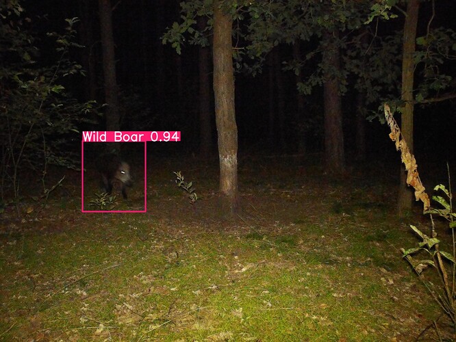 trailcam_image