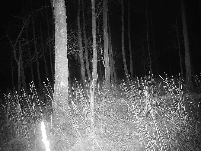 trailcam_image