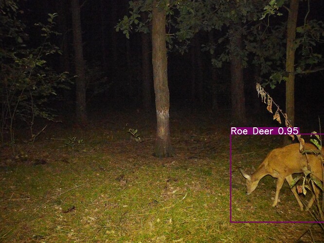 trailcam_image