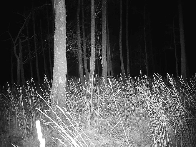 trailcam_image