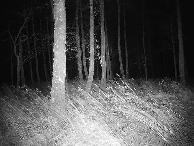 trailcam_image