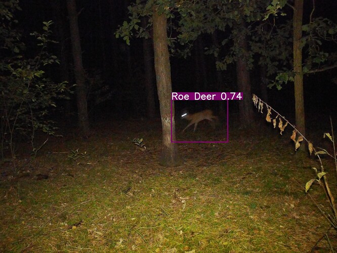 trailcam_image