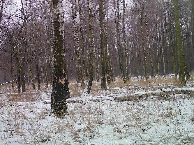 trailcam_image