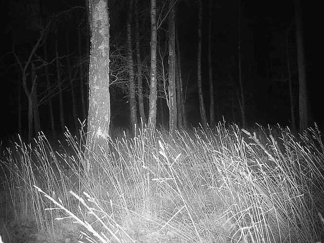 trailcam_image