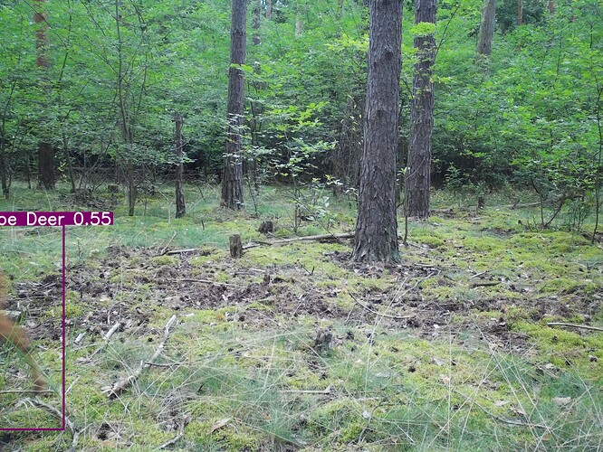 trailcam_image