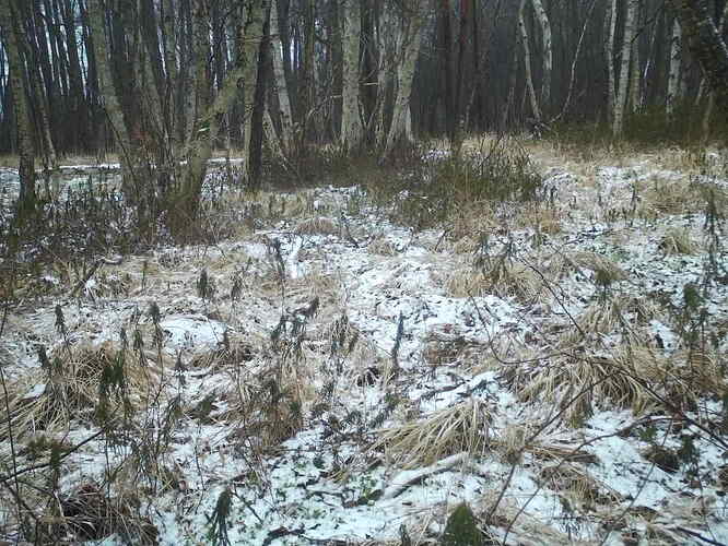 trailcam_image