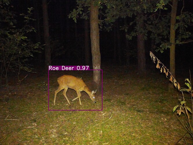 trailcam_image