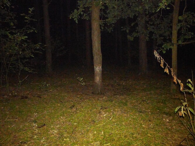 trailcam_image