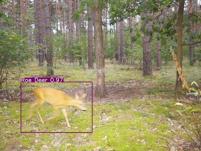trailcam_image