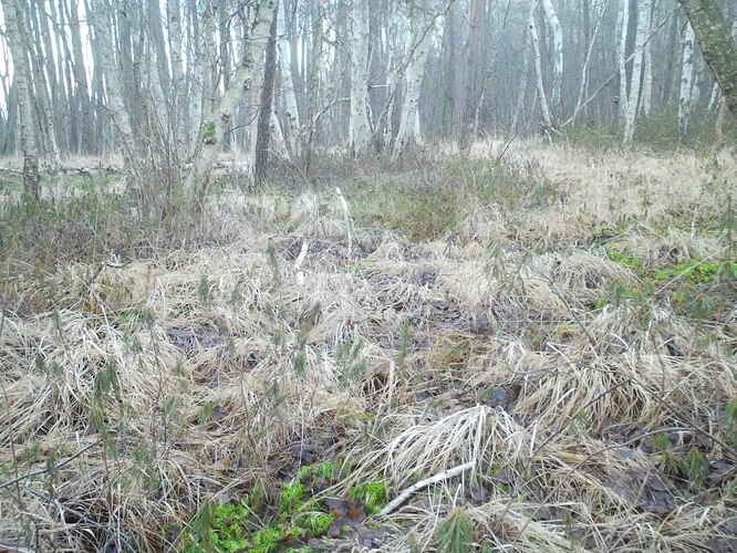 trailcam_image