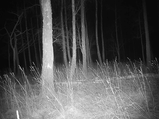 trailcam_image