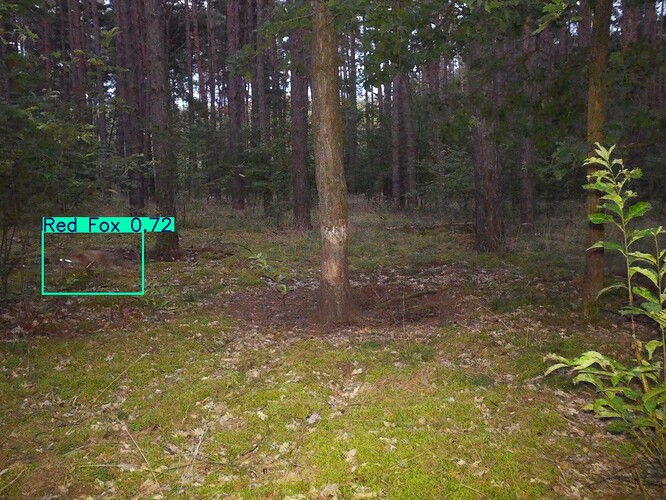 trailcam_image