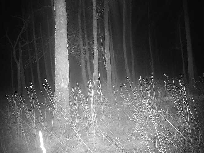 trailcam_image