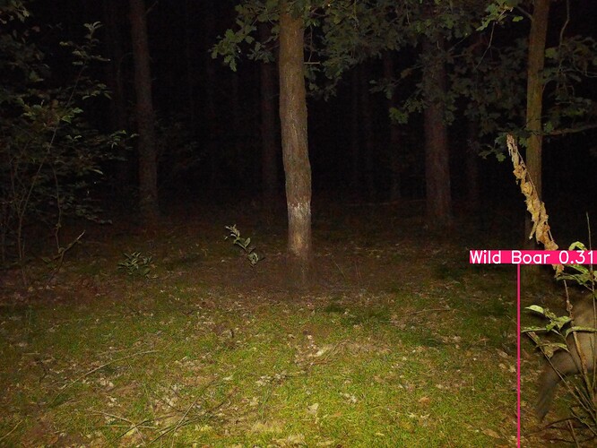 trailcam_image