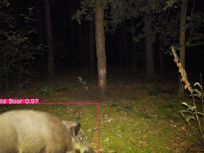 trailcam_image
