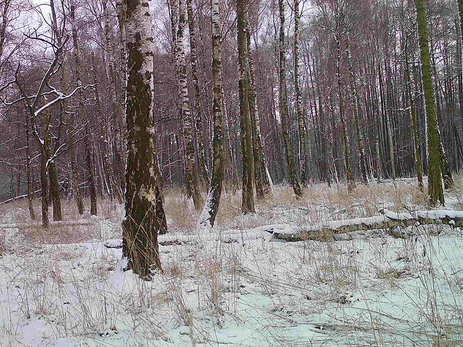 trailcam_image