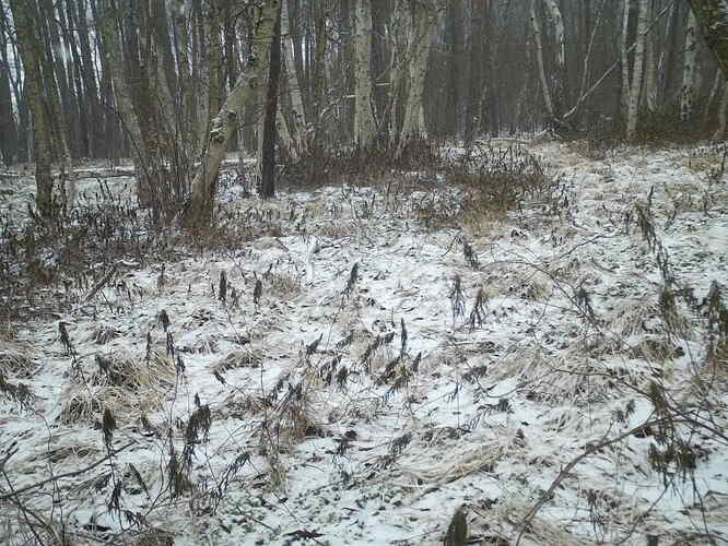trailcam_image