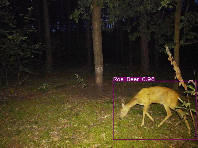 trailcam_image