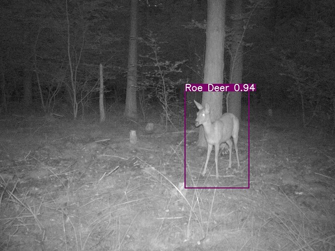 trailcam_image