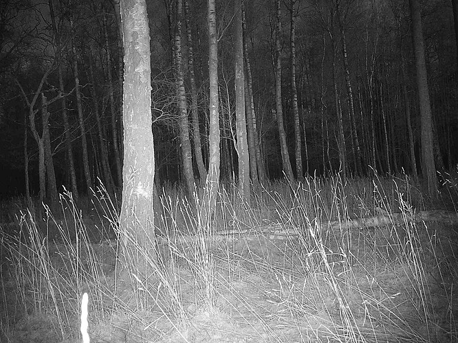 trailcam_image