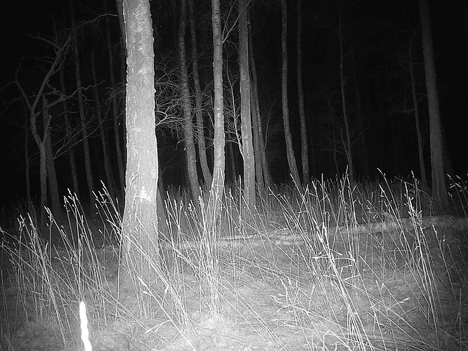 trailcam_image