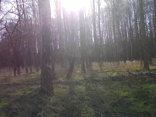 trailcam_image