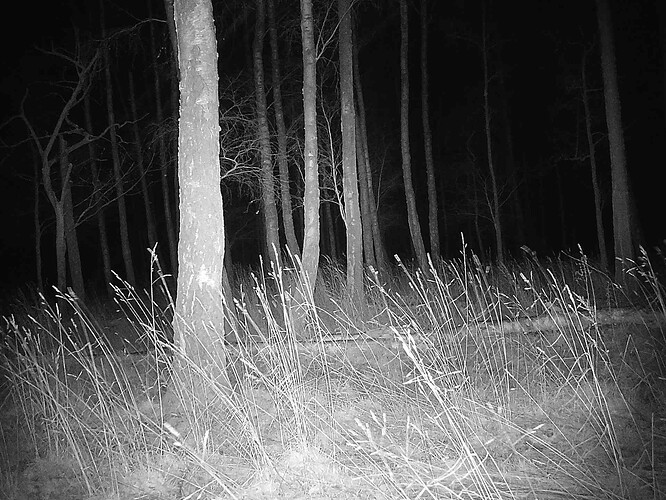 trailcam_image