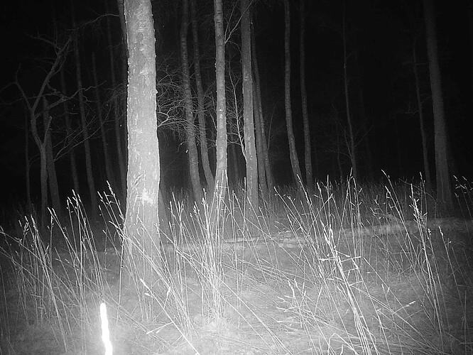 trailcam_image