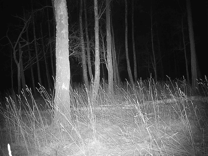 trailcam_image