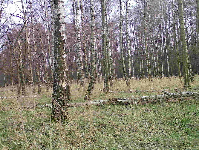 trailcam_image