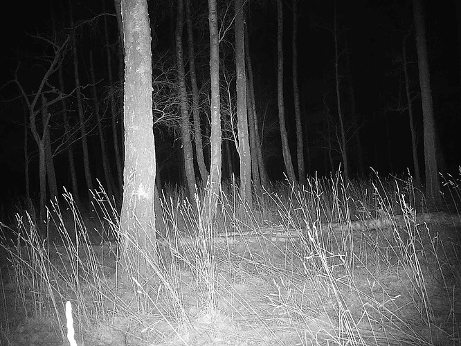 trailcam_image