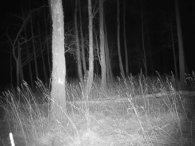 trailcam_image