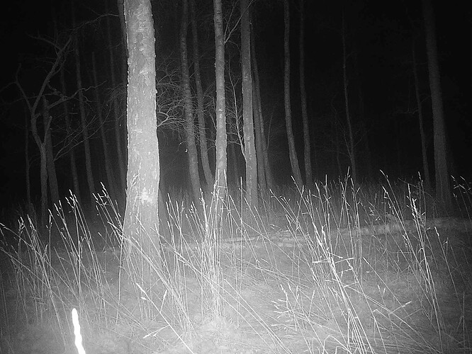 trailcam_image