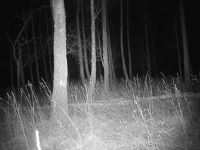 trailcam_image