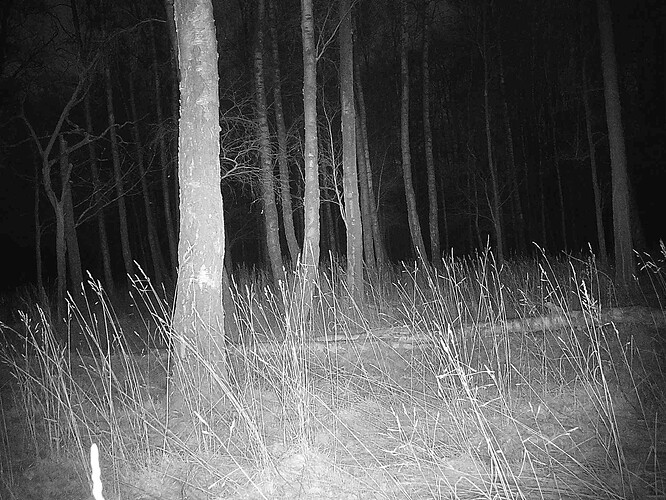 trailcam_image