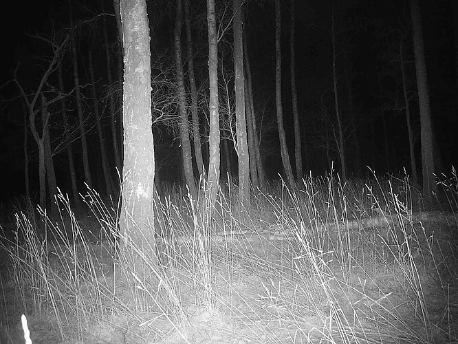 trailcam_image