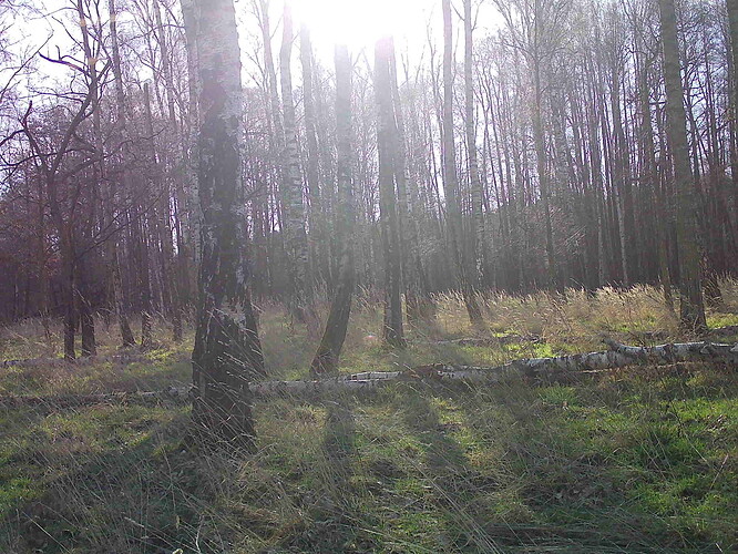 trailcam_image